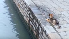 DOG’S QUICK ACTION SAVES CHILD FROM DANGER? VIRAL VIDEO SPARKS EMOTIONAL REACTIONS