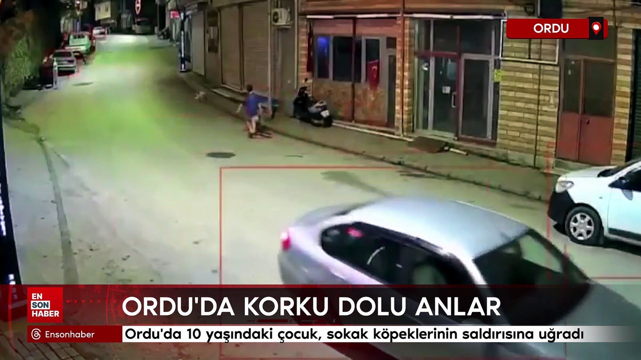 Ordu'da 10 yaşındaki çocuk, sokak köpeklerinin saldırısına uğradı