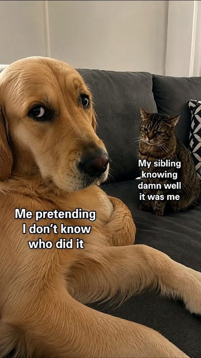 Dog: "Wasn't Me." Cat: "Sure..." 😼🐾