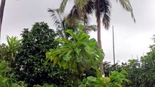 Beutiful scenary nature mansoon