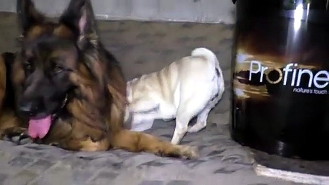 Meeting of the German shepherd Dakar and the pug Margot. This is love at first sight!