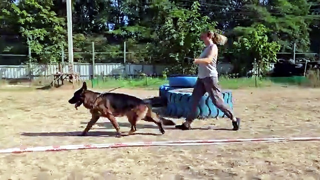 Odessa. August 2025.🥇 Jason TSARI _ GRANT🇺🇦. Ring training. German Shepherd male, 3 years old