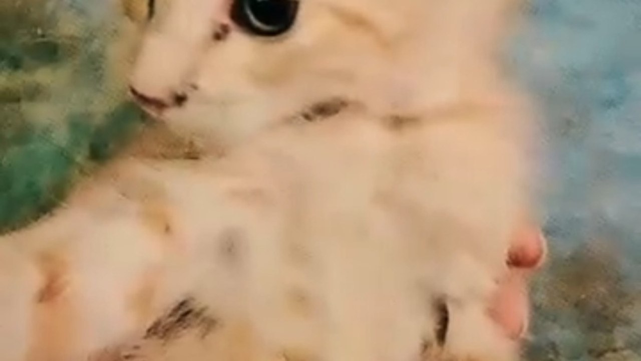 Tiny Kitten's Cutest Meow Will Melt Your Heart 🐱❤️