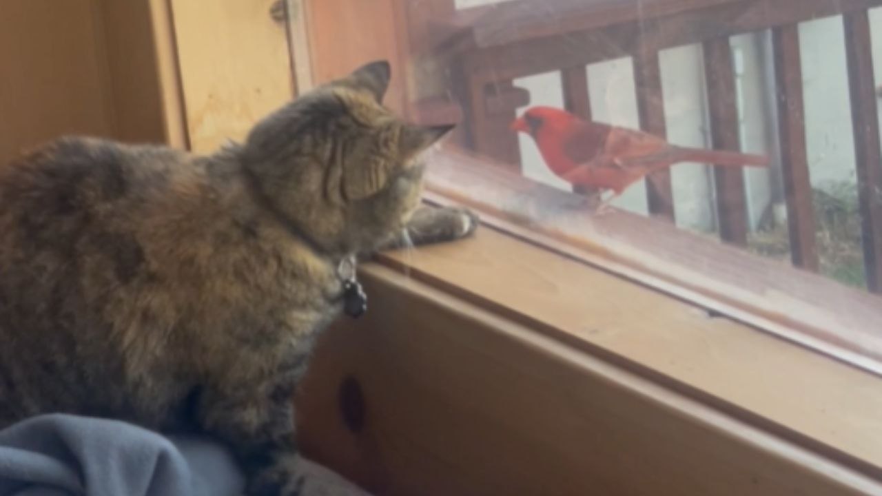 Cardinal Hovers Outside As Cat Tries To Pounce Through The Glass