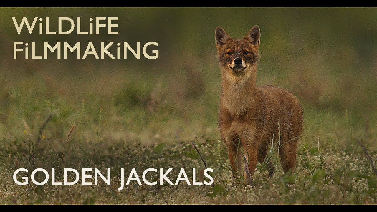 Filming Wildlife - The Secretive Lives of Golden Jackals - Part 1