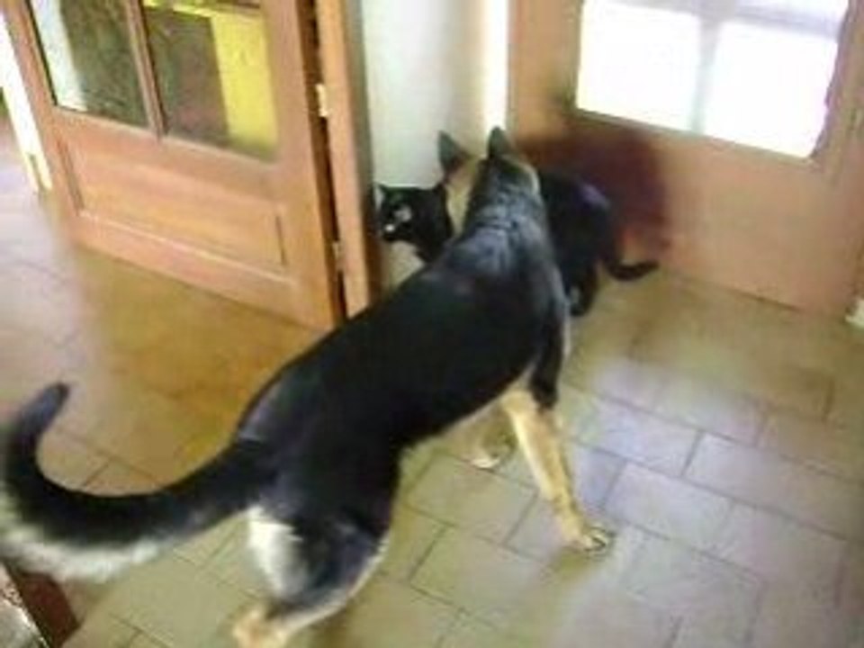 berger allemand d'araval