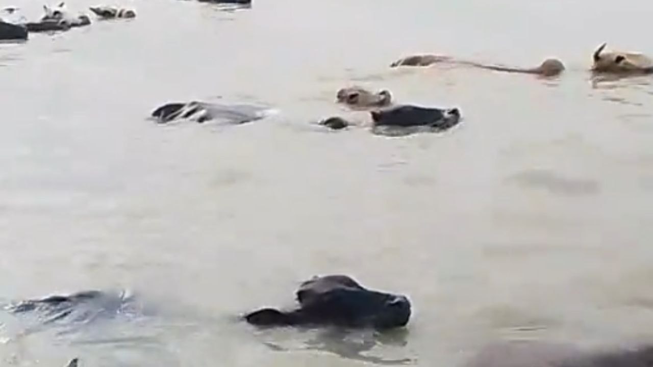 Heartbreaking Scenes of Animals Affected by Severe Monsoon Floods in Bangladesh