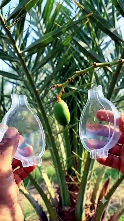 🌴 Growing a Date Fruit Inside an Onion Mold! 🧅✨ #DatePalm #Satisfying #AIVideo