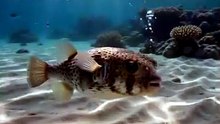 Pufferfish : The tiny ocean explorer with a surprising defense