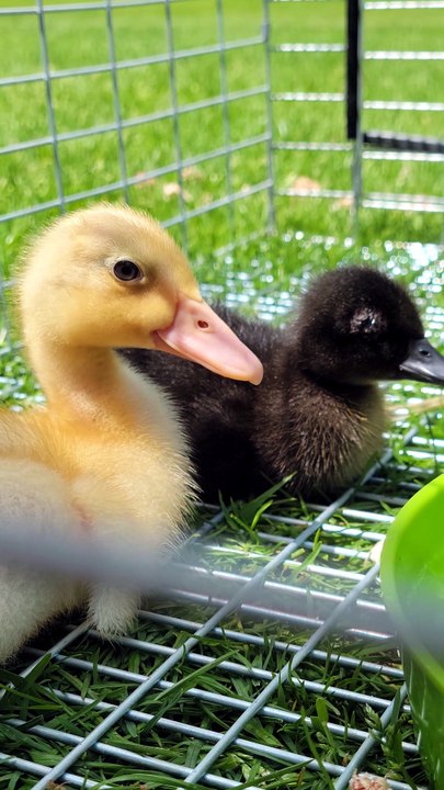 MTM checks to make sure DVD is still there. | #SparklegleamFarm #DickVanDuck #MTM #MaryTylerMolt #DVD #farm #ducks #farmanimals #soft #cute