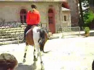 hennebont présentation des étalon devant le publik