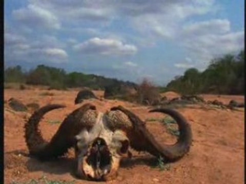 NATIONAL GEOGRAPHIC serpents d'Afrique.2