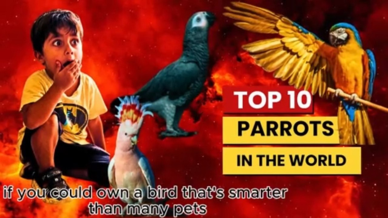 Top 10 Pet Parrots in the World | Most Beautifu...