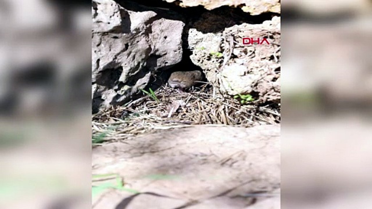 Engereğin yuvasına giren farenin kaçışı kamerada