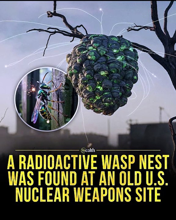 Scientists Found a Radioactive Wasp Nest 😱☢️#shorts #Science #Nuclear #Radioactive #Wasp #Wildlife #Environment #Discovery #DidYouKnow #InterestingFacts #Technology #History #Research #Knowledge #Nature #Trending #Viral #Facts #Engineering #Documentary