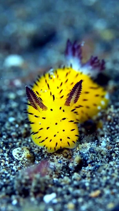 Sea Bunnies
