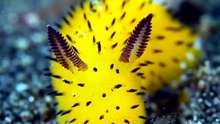 Sea Bunnies