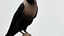 Al House Crow Perched on a Wall | Beautiful Crow Close-Up Video in Nature Islamic videos