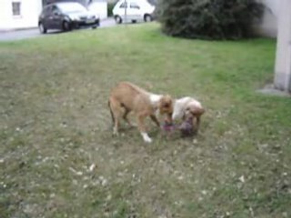 divix et dixie 1