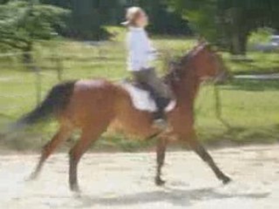 Séance de CSO du 04-07-08
