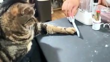 GATOS IMITANDO A PERSONAS
