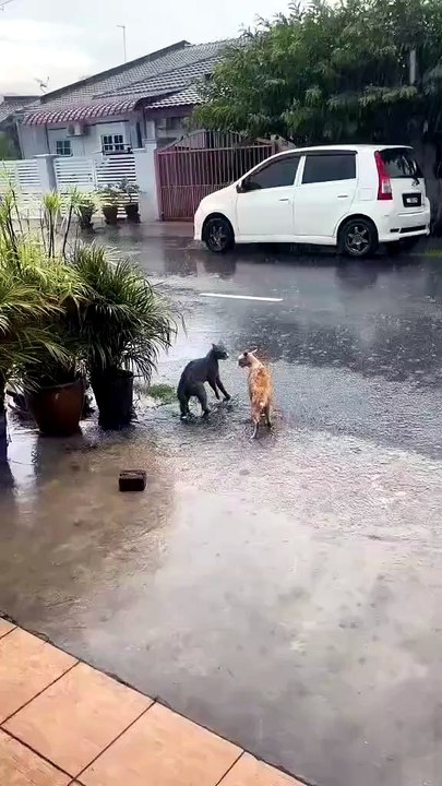 GATOS PELEANDO BAJO LA LLUVIA