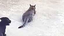 PERRO CACHORRO JUGUETON, ESPANTA LAS PRESAS DE UN GATO