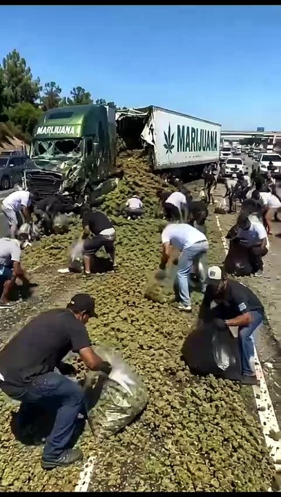 TRAILER LLENO DE CANNABIS, PIERDE LA CARGA