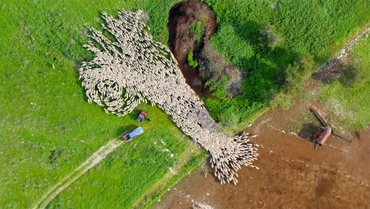 Sheep Flow Like Water