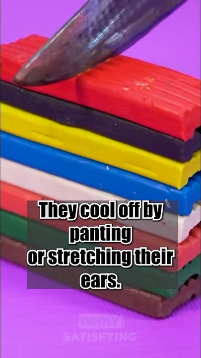 Did you know 17