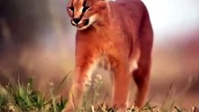 CARACAL CAÇA PÁSSAROS NO AR?! 😳
