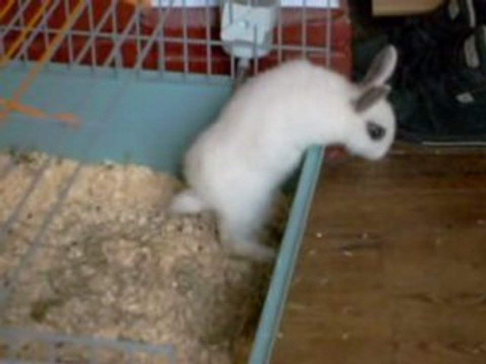 choups