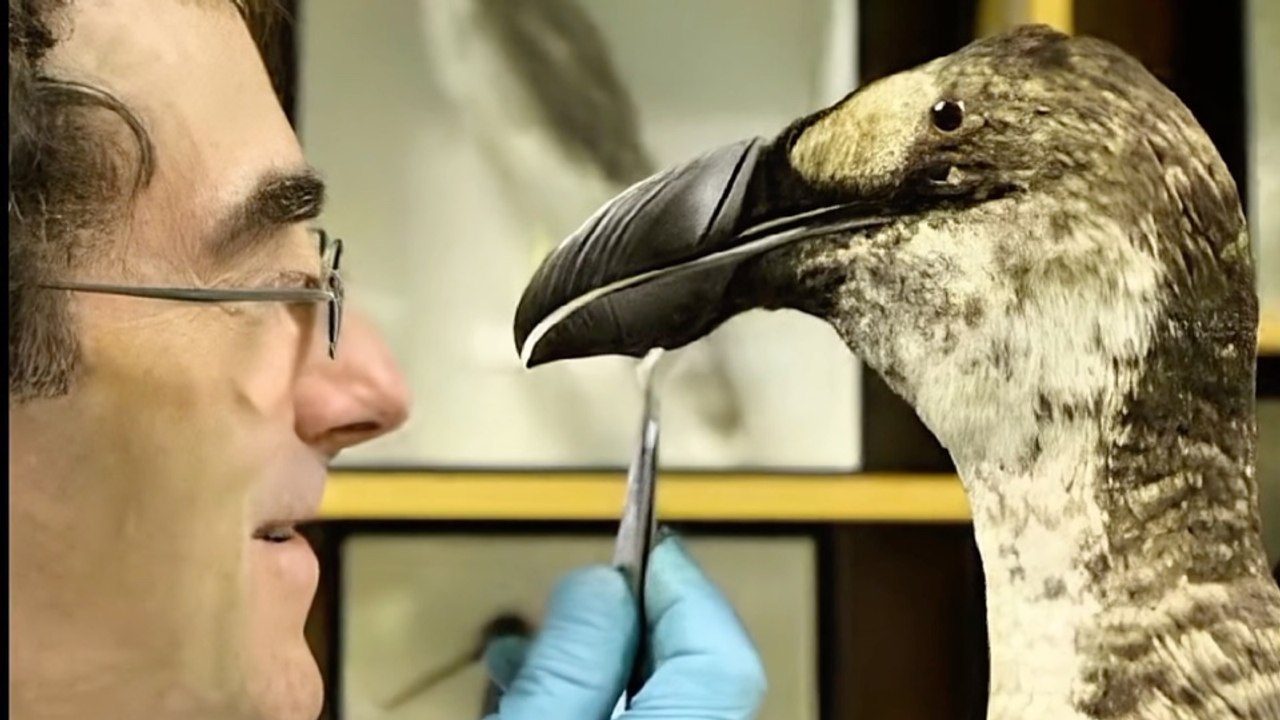 Humans Ate These Animals Into Extinction | Dark Food History