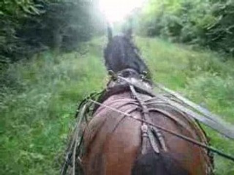 Balade attelage avec trait comtois