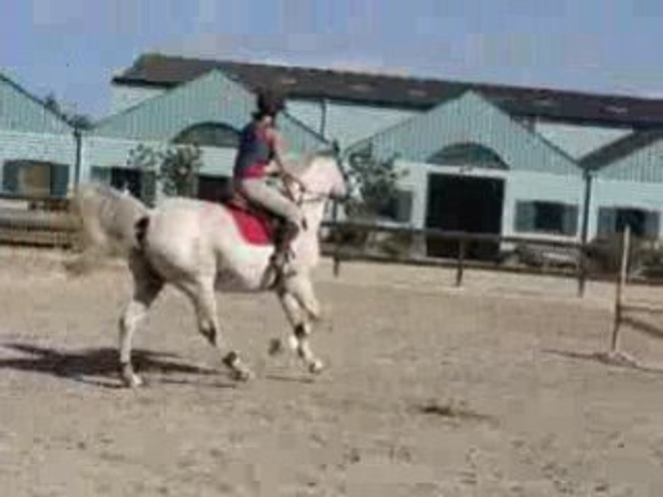 luann et le nouveau cheval