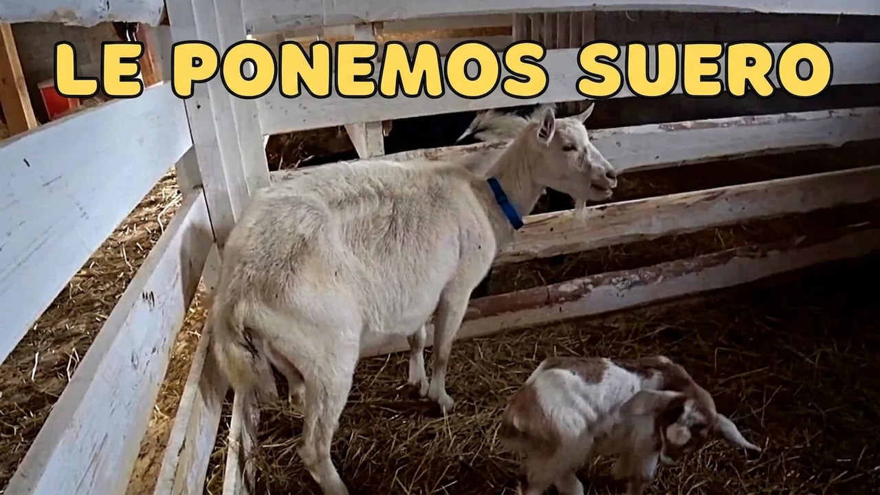 Mi cabra no quiere comer ni beber: así la ponemos de pie con sueros e inyecciones