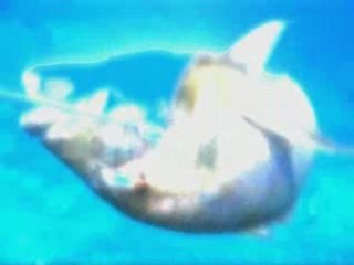 Denti 6kg - tir parfait!!