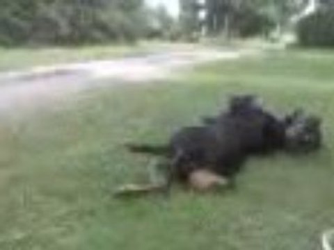 Après le pique nique, avec le Rottweiler , le 26.06.2008