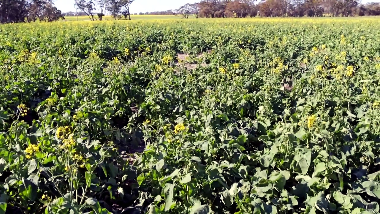 Grain growers benefit from timely rain and warmer weather in WA