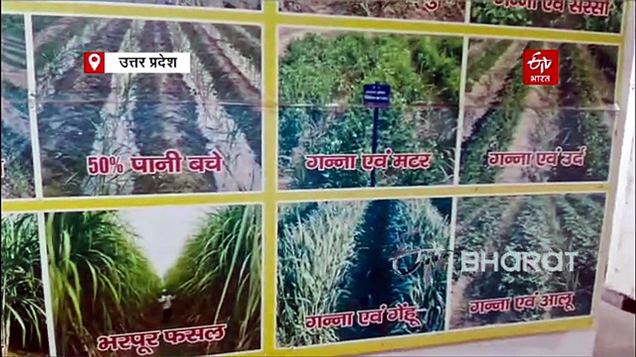 गन्ना उत्पादन में चमका वेस्ट यूपी: मेरठ मंडल ने प्रति हेक्टेयर उपज में रचा इतिहास, टॉप-10 में मेरठ डिवीजन के 6 जिलों का कब्जा