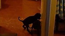 melba y cujo