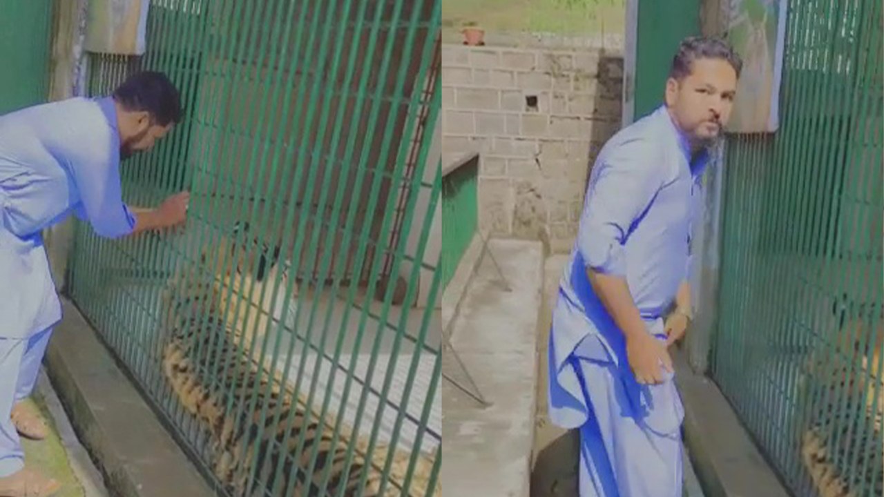 Terrifying Moment: Man Trapped as Fingers Get Stuck in Tiger Cage