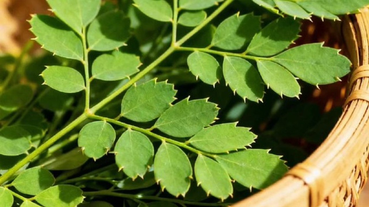 Leaves That Clean the Blood