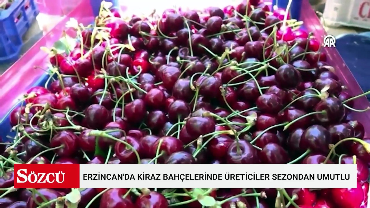 Erzincan'da kiraz bahçelerinde üreticiler sezondan umutlu