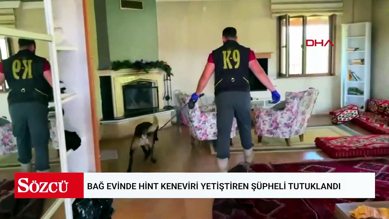 Bağ evinde Hint keneviri yetiştiren şüpheli tutuklandı