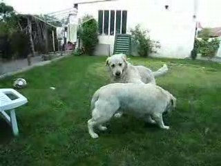 Mes toutouxX qui Jouent !!