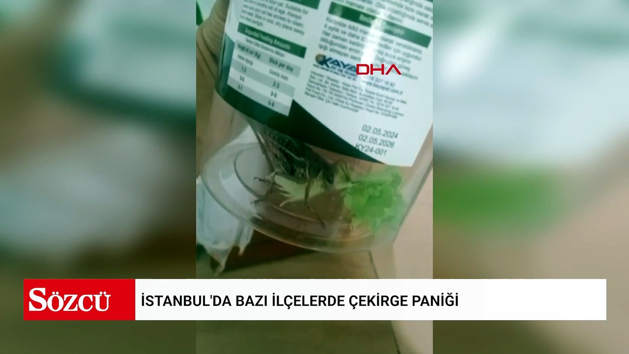 İstanbul'da bazı ilçelerde çekirge paniği