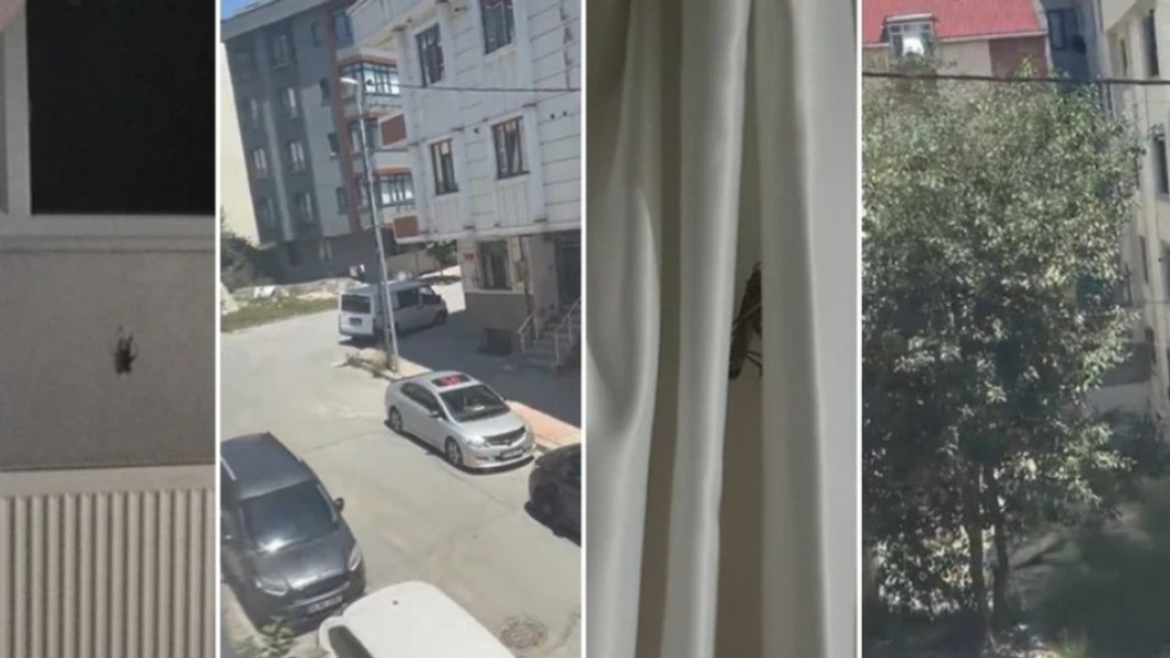 İstanbul'da evlere giren dev çekirgeler paniğe neden oldu