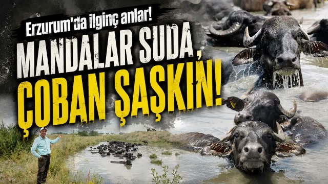 Bunların Nefesi Yetiyor mu? Mandaları İlk Kez Gören Çobanın Sorusu Gülümsetti