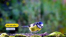 Documentaire - la mésange